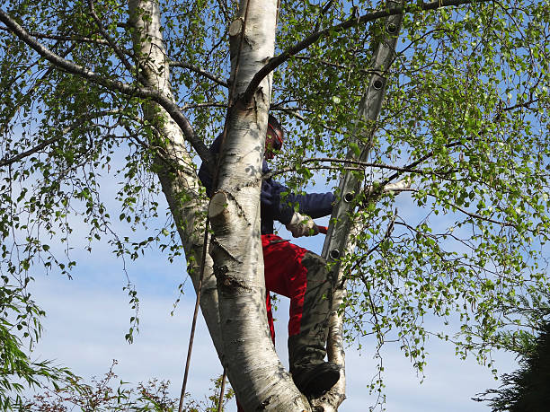 Best Seasonal Cleanup (Spring/Fall)  in Garden Acres, CA