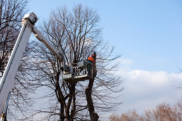 Best Tree Maintenance Programs  in Garden Acres, CA